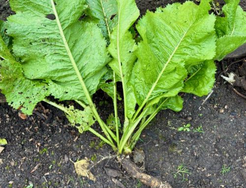 Meerrettich – Heilkraut des Monats Dezember