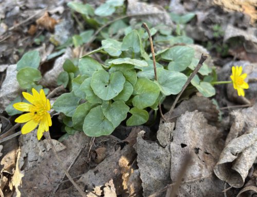 Scharbockskraut – Heilkraut des Monats April
