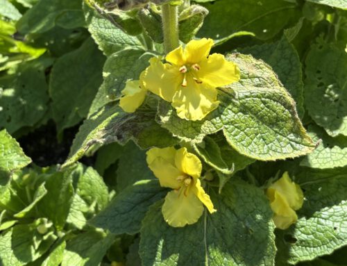 Königskerze – Heilkraut des Monats Juli