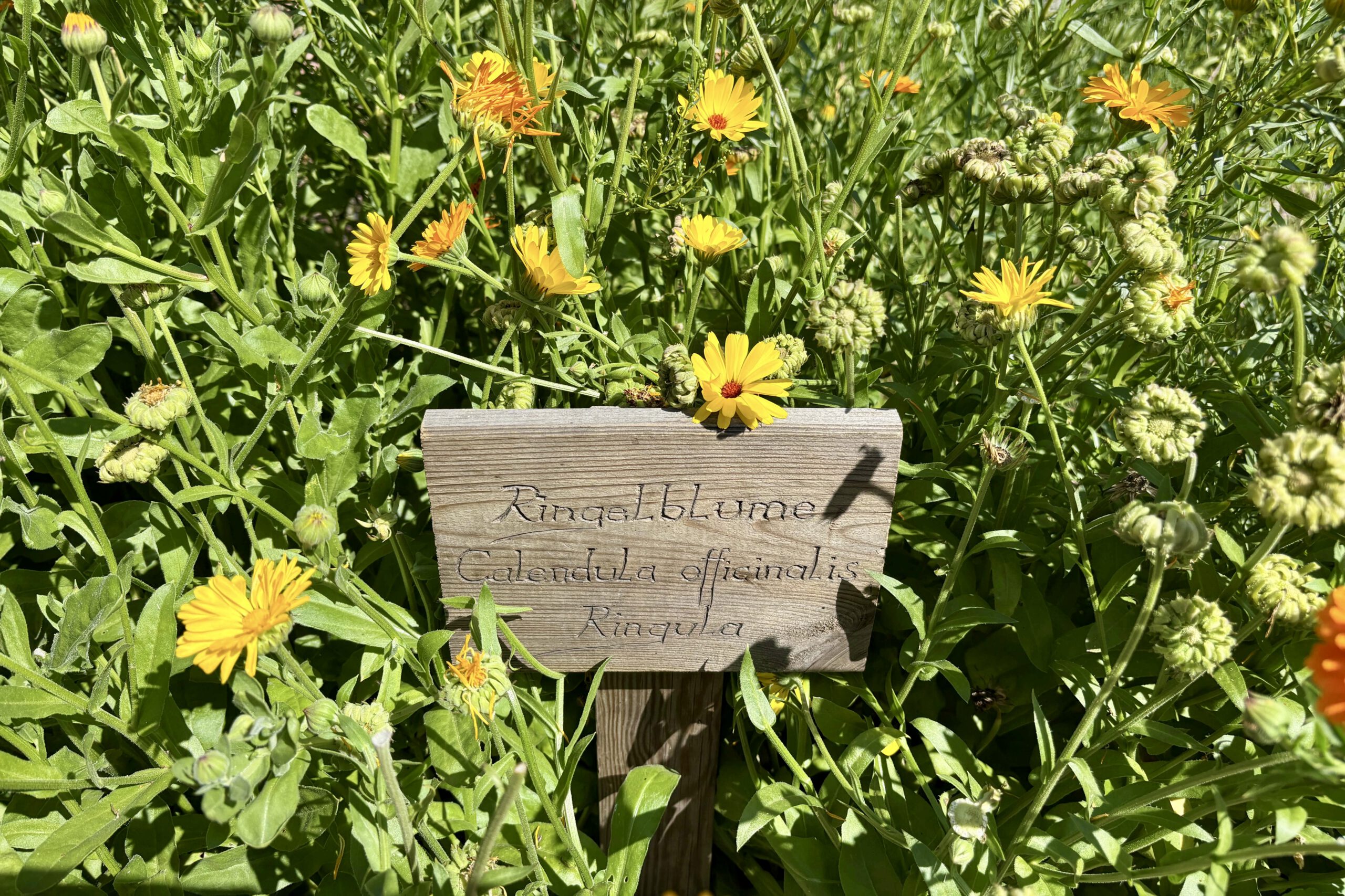 Ringelblume Schild